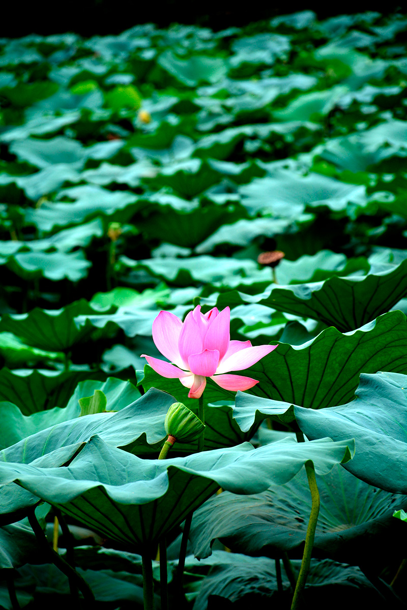 Jinan, la ciudad de los manantiales: la flor de loto, reina de los lagos. Foto: 123RF.