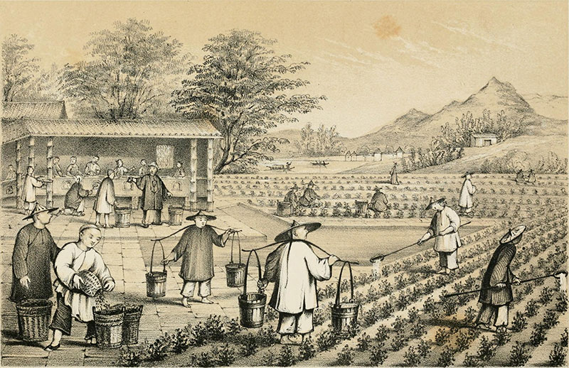 Cultivo del té. Imagen: Grabado de B. Clayton, de una pintura de Piqua - Miss Corner (1847). «The History of China & India, Pictorial & Descriptive». p. 158. Ed. Dean & Co. Londres. Dominio público.