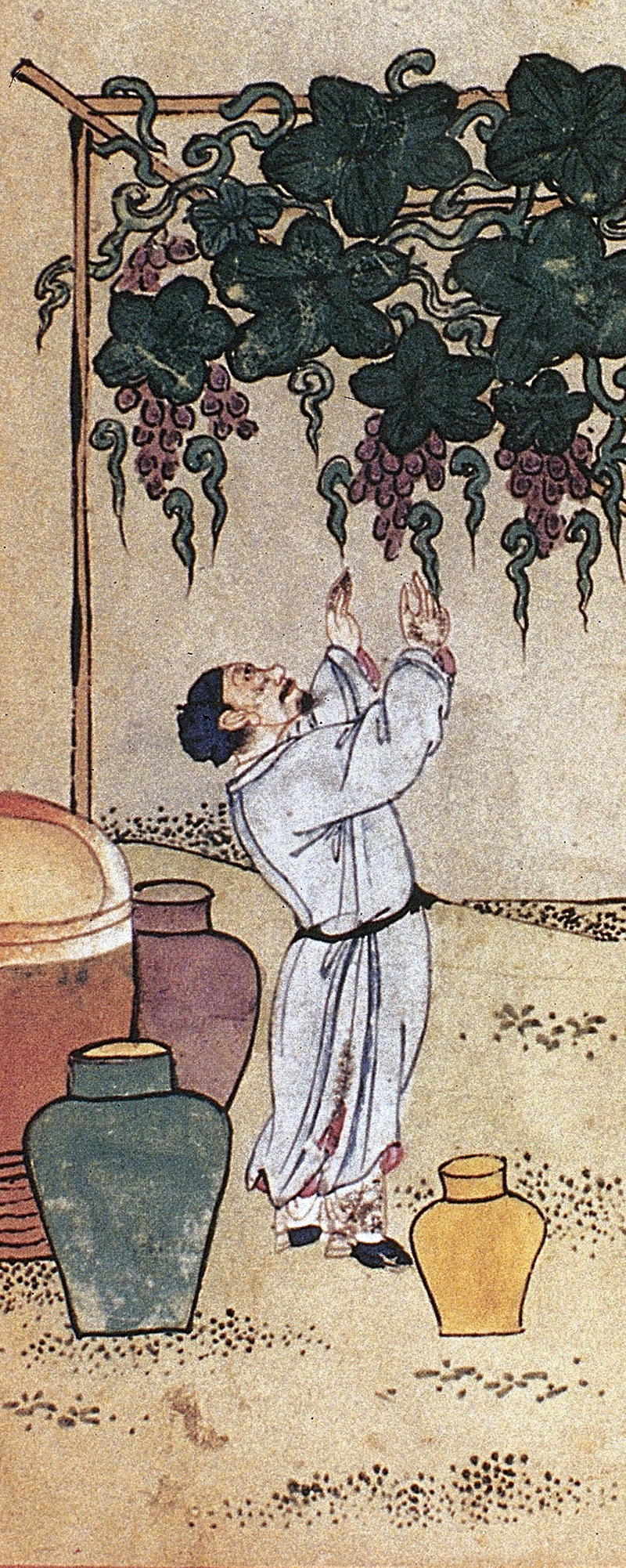 Ilustración del cultivo de uva y la vinificación, en «Materia dietetica (Shiwu Bencao 食物本草), dinastía Ming (1368–1644). Foto: Wikipedia.
