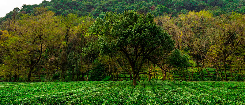 Té chino: paisaje del té en el municipio de Hangzhou, provincia de Zeijiang. Foto: 123RF.