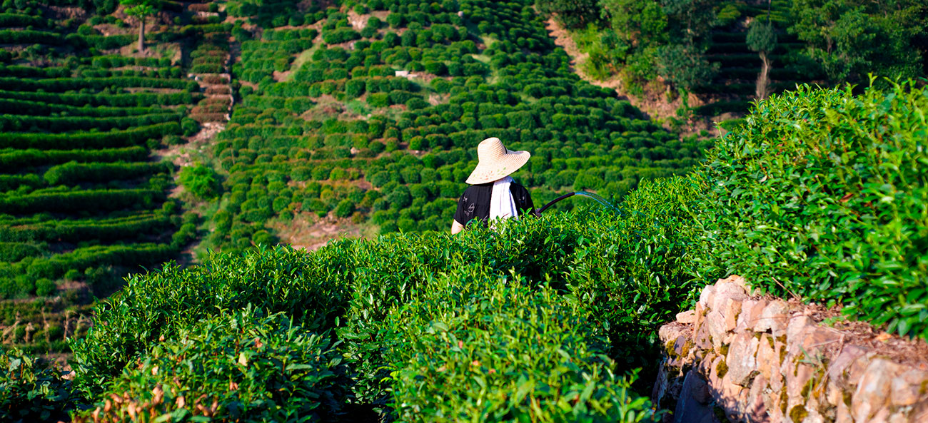 Té chino: recogiendo té en el municipio de Hangzhou, provincia de Zeijiang. Foto: 123RF.