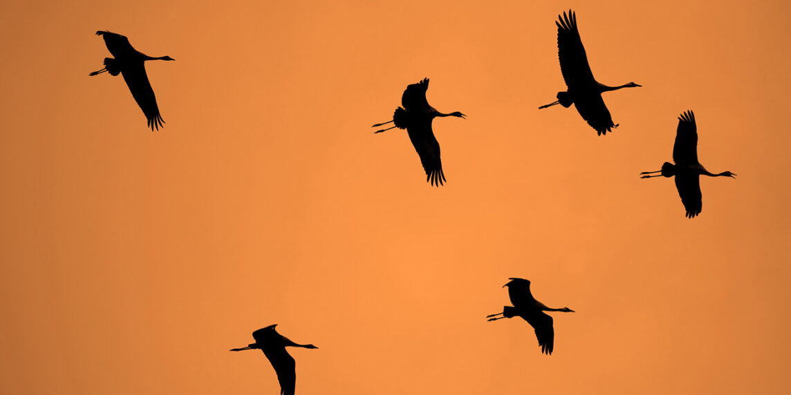 Qinghai: Grullas de cuallo negro volando. Foto: 123RF.