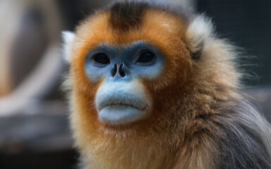 Shennongjia manteinen una creciente población de monos dorados de nariz chata. Foto: 123RF.