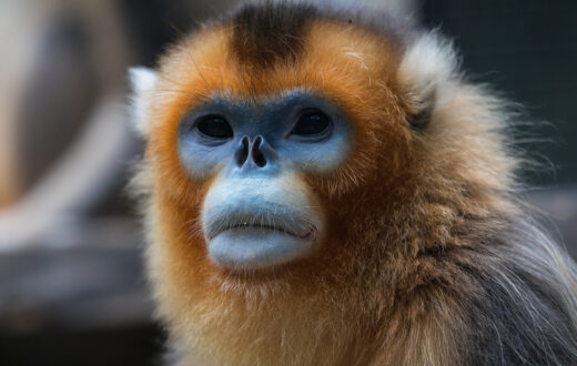 Shennongjia manteinen una creciente población de monos dorados de nariz chata. Foto: 123RF.