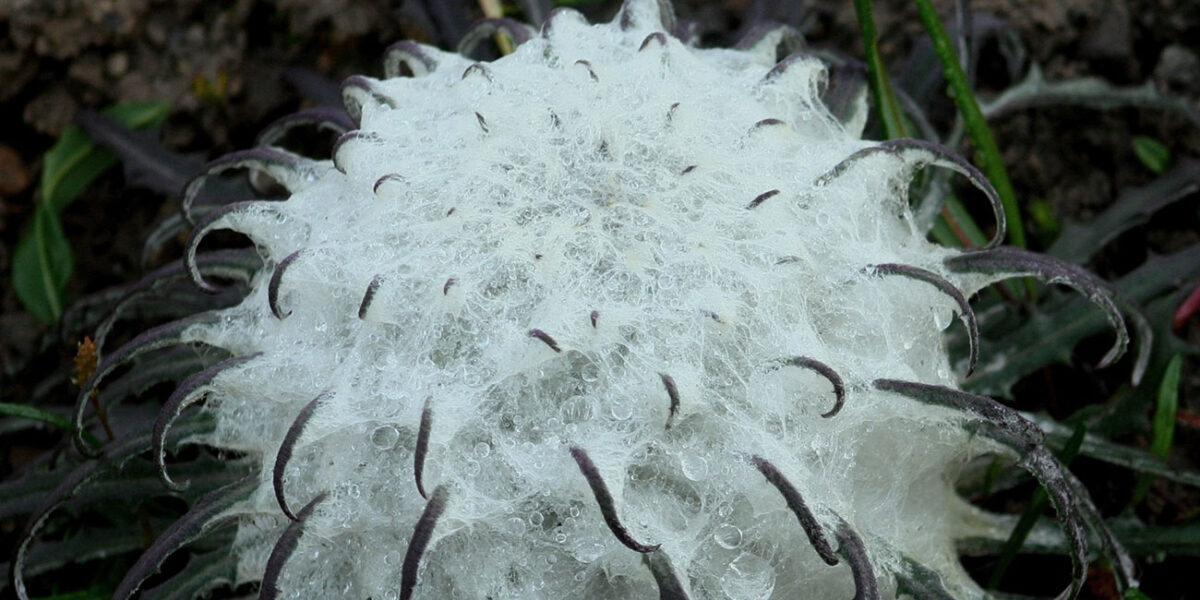 El loto de la nieve. Foto: Prateek (Talk), CC BY-SA 2.5. Wikimedia para Saussuera gossypiphora.