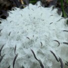 El loto de la nieve. Foto: Prateek (Talk), CC BY-SA 2.5. Wikimedia para Saussuera gossypiphora.