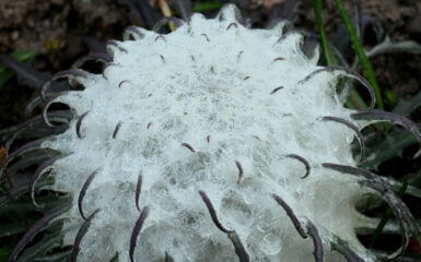 El loto de la nieve. Foto: Prateek (Talk), CC BY-SA 2.5. Wikimedia para Saussuera gossypiphora.