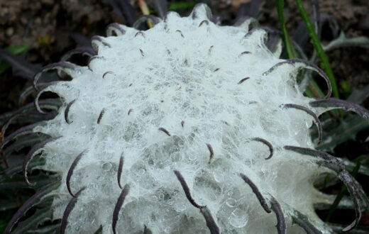 El loto de la nieve. Foto: Prateek (Talk), CC BY-SA 2.5. Wikimedia para Saussuera gossypiphora.