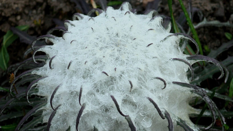 El loto de la nieve. Foto: Prateek (Talk), CC BY-SA 2.5. Wikimedia para Saussuera gossypiphora.