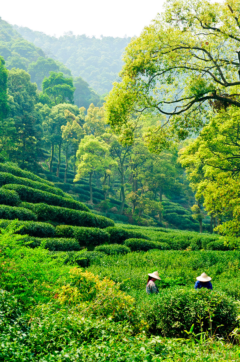 Zhejiang o la seda: plantación de té de Longjing. Foto: 123Rf.