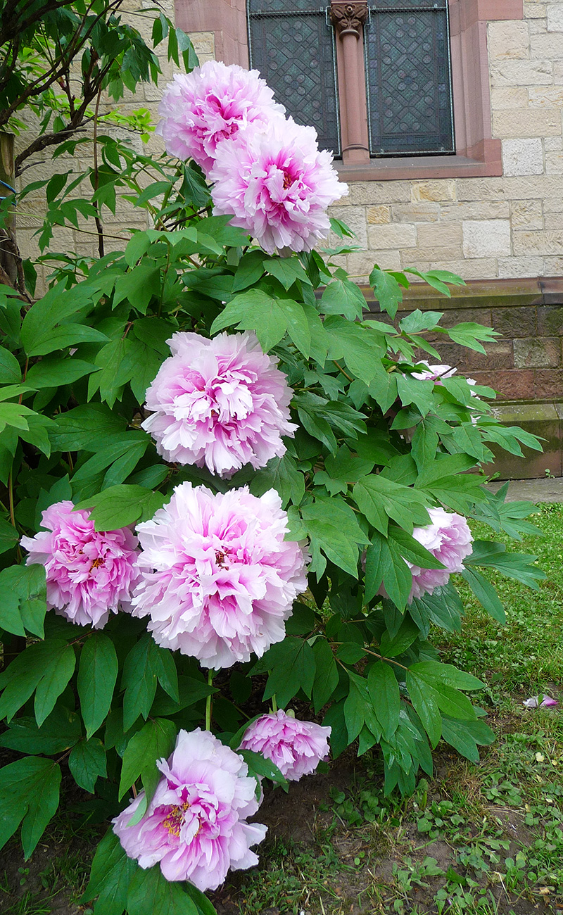 Aspecto de la planta de mudán o peonía china. Foto: Wikimedia commons, dominio público para «aeonia suffruticosa».