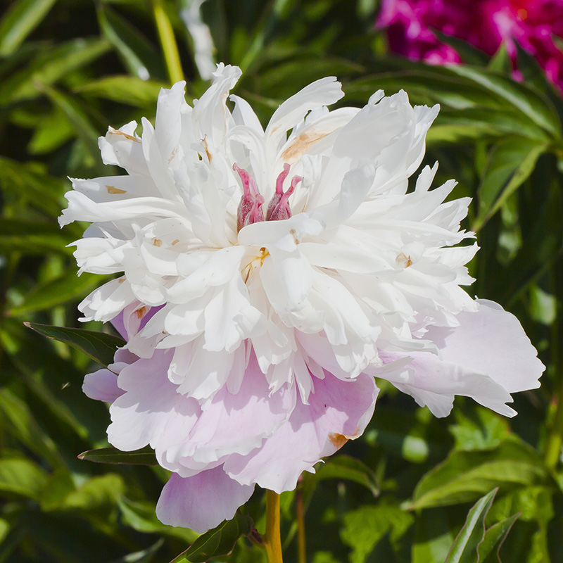 Flor de mudán o peonía china. Foto: Diego Delso, Wikimedia commons, dominio público para «aeonia suffruticosa».