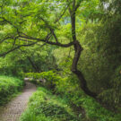 Sendero entre árboles en en los jardines de Lanting, alrededor del Pabellón de orquídeas, en Shaoxing, China. Foto: 123RF.