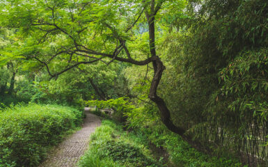 Sendero entre árboles en en los jardines de Lanting, alrededor del Pabellón de orquídeas, en Shaoxing, China. Foto: 123RF.