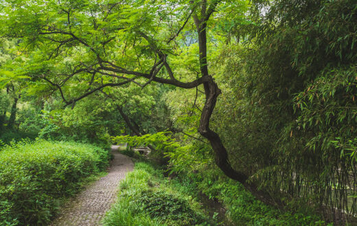 Sendero entre árboles en en los jardines de Lanting, alrededor del Pabellón de orquídeas, en Shaoxing, China. Foto: 123RF.