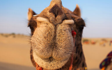 Mongolia interior: los camellos son típicos en el desierto de Badain Jaran. Foto: 123RF.