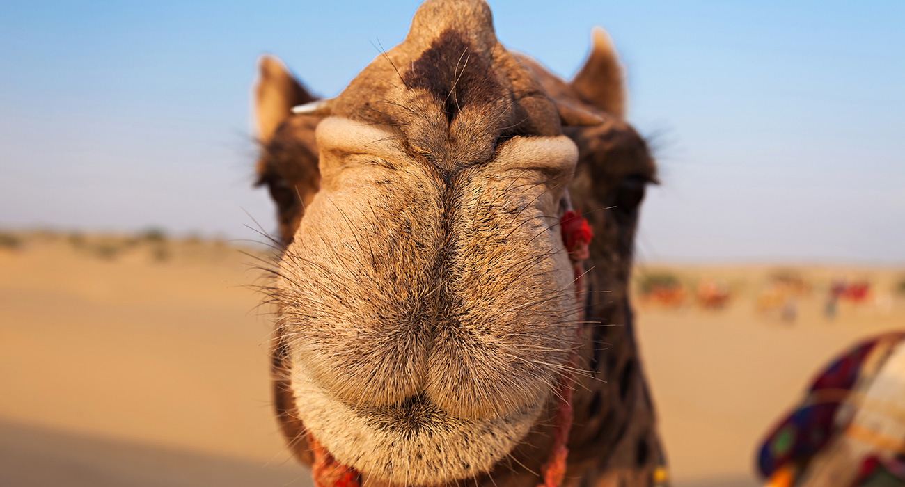 Mongolia interior: los camellos son típicos en el desierto de Badain Jaran. Foto: 123RF.