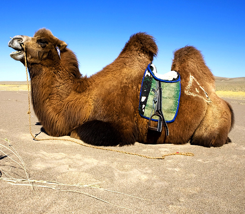 Mongolia Interior: en el desierto de Badain Jaran se puede observar a los tradicionales camellos peludos asiáticos. Foto: 123RF.