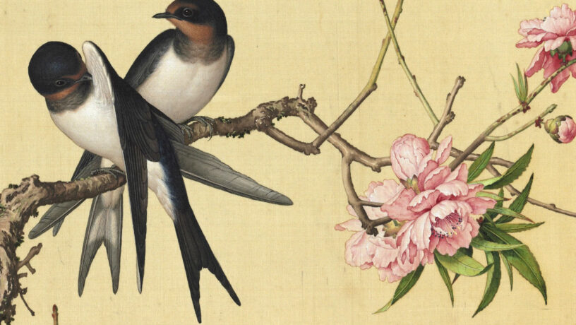 Dos golondrinas en una rama de durazno en flor. Detalle de un cuadro de Giuseppe Castiglione. Wikimedia commons, dominio público para «Xian'e Changchun Album».