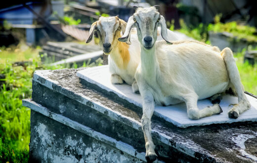 Las cabras son el icono de Guangzhou. La leyenda relaciona este animal con la prosperidad de la ciudad. Foto: 123RF.