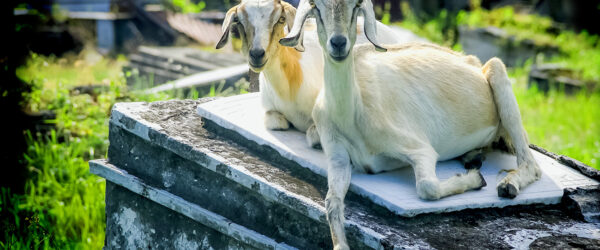 Las cabras son el icono de Guangzhou. La leyenda relaciona este animal con la prosperidad de la ciudad. Foto: 123RF.