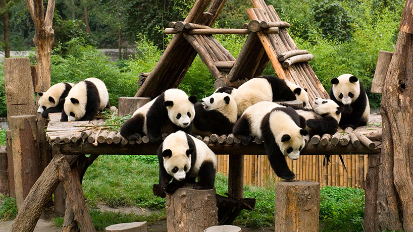 Chengdú Chengdú