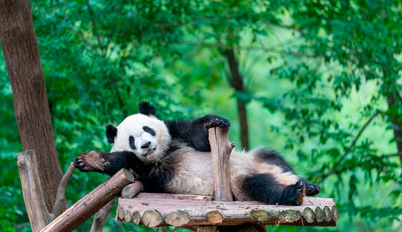 Chengdú: panda gigante. Foto: 123RF.