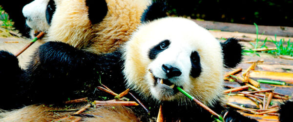 Chengdú es la mayor reserva mundial de panda gigante. Foto: 123RF.