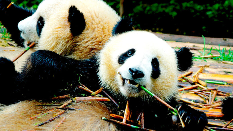 Chengdú es la mayor reserva mundial de panda gigante. Foto: 123RF.