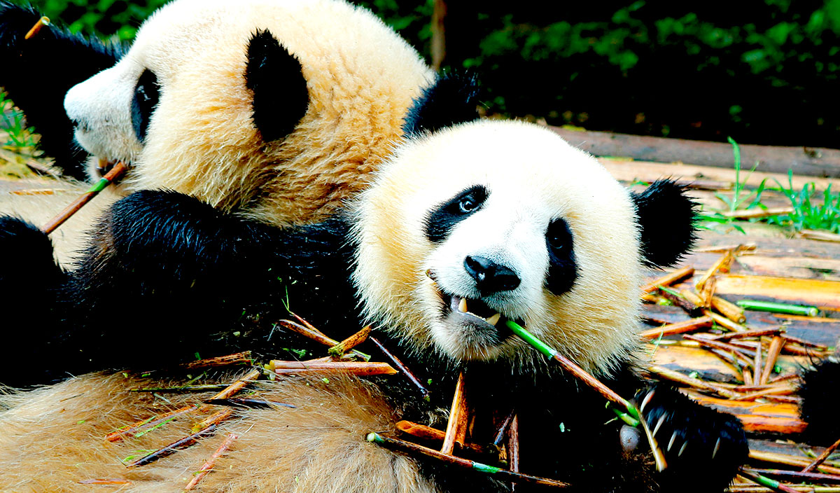 Chengdú es la mayor reserva mundial de panda gigante. Foto: 123RF.