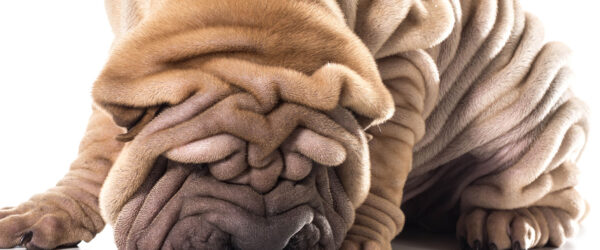 Las arugas de la raza Sharpei china son seña de identidad. Foto: 123RF.