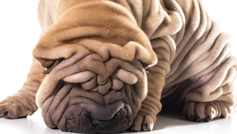 Las arugas de la raza Sharpei china son seña de identidad. Foto: 123RF.