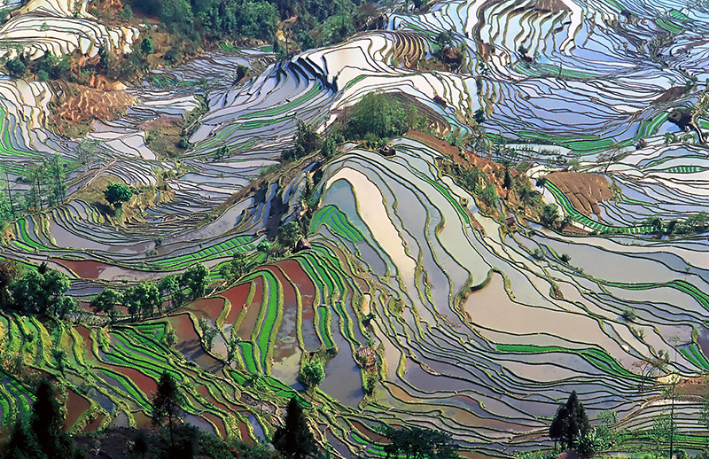 Arrozales en terrazas en la provincia de Yunnan, China. Foto: Wikimedia commons, dominio público para «Yunan».