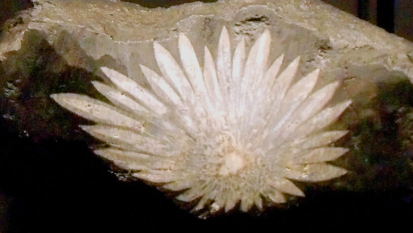 La calcita forma la base de la piedra y la celestita forma los patrones florales. Estos dos minerales combinados forman las piedras de crisantemo de China. Foto: Mike Beauregard, CC BY 2.0, https://commons.wikimedia.org/w/index.php?curid=84652507