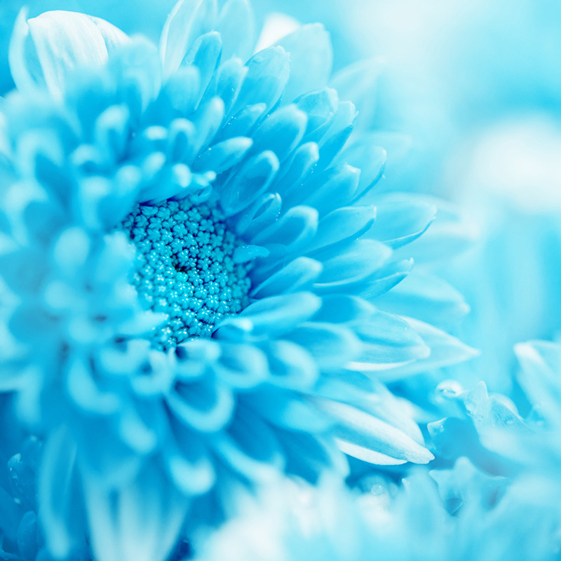 Crisantemo azul