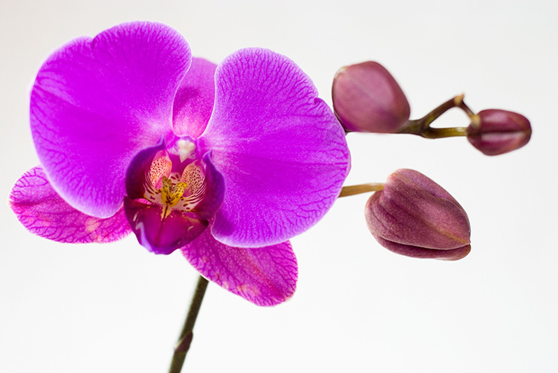 Orquídea (兰)