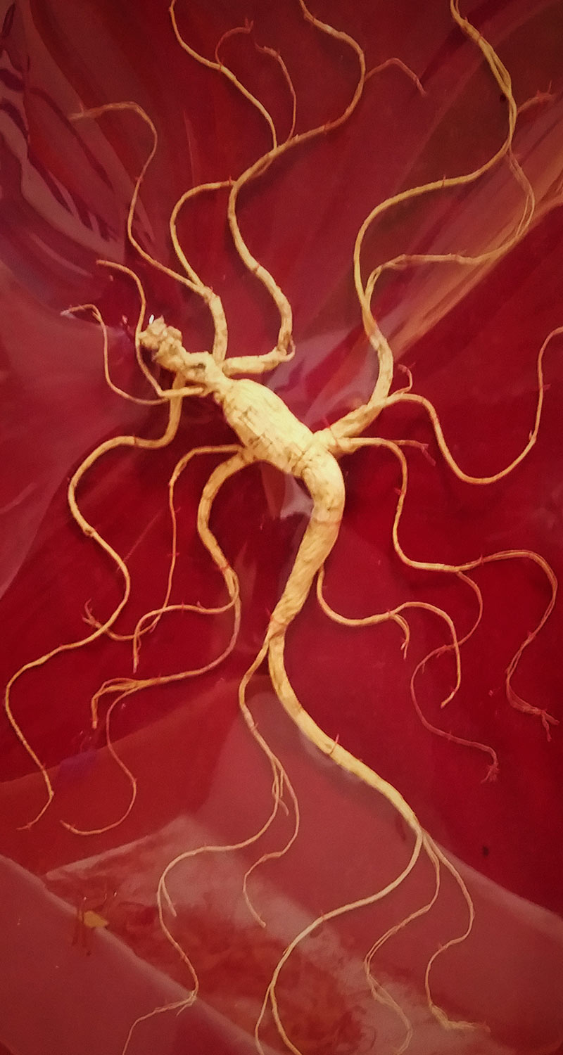 ginseng La raíz del ginseng adopta figuras antropomórficas que han sostenido leyendas y propiedades mágicas. Foto: Pauloleong2002, CC BY-SA 4.0, Wikimedia para «Ginseng»