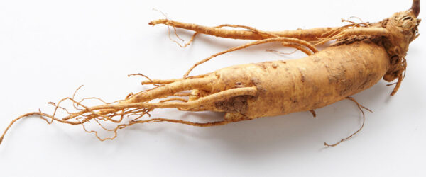 Raiz de ginseng chino. Foto: 국립국어원, CC BY-SA 2.0. Wikimedia para «Ginseng».