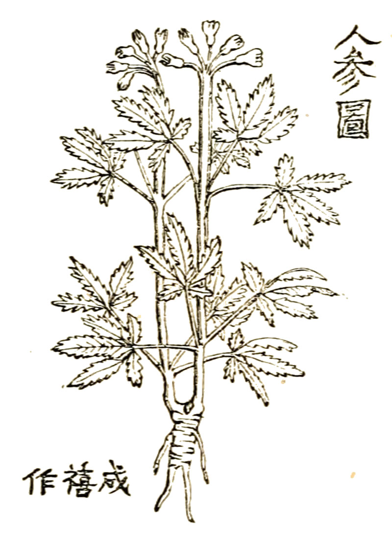 Grabado británico del siglo XIX de una ilustración original china de una raiz de Ginseng. Imagen: Travels in Tartary, Thibet, and China during the Years 1844–5–6, Vol. I. Dominio público. Wikimedia.