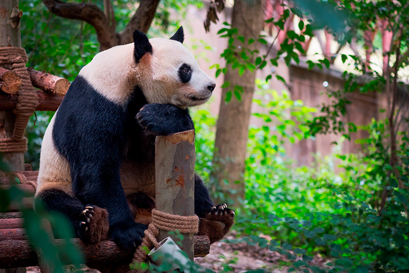 Sichuan: panda gigante Foto: 123RF.