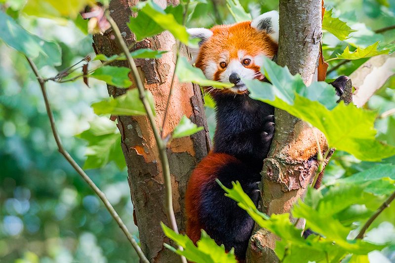 Sichuan: panda rojo. Foto: 123RF.