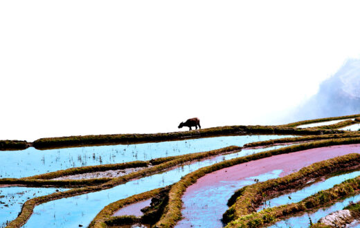 Búfalo de agua en las terrazas de arroz de la minoría hani, en Honghe, Yunnan, distrito de Yuanyang, China. Patrimonio de Humanidad de la UNESCO. Foto: 123RF.