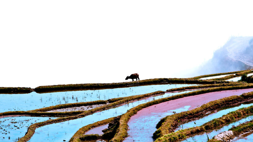 Búfalo de agua en las terrazas de arroz de la minoría hani, en Honghe, Yunnan, distrito de Yuanyang, China. Patrimonio de Humanidad de la UNESCO. Foto: 123RF.