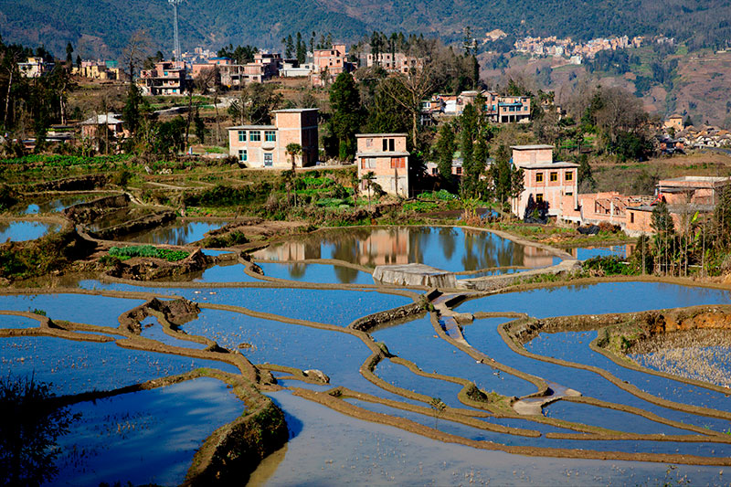 Detalle de las terrazas de arroz de la minoría étnica china hani en Honghe, en Yunnan, distrito de Yuanyang. Patrimonio de Humanidad de la UNESCO. Foto: 123RF.