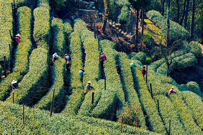 El exquisito té negro Tieguanyin: campesinos en en Anxi (provincia de Fujian). Foto: 123RF.