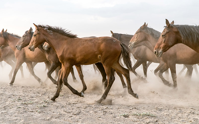La raza de caballos "Hànxuè" es una más antiguas del mundo. Foto: 123RF.