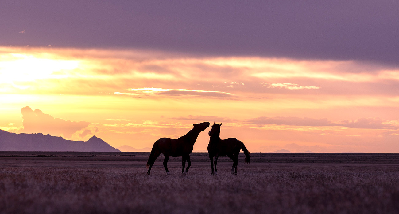 La raza de caballos Hanxue procede del valle de Akhal, en Turkmenistan. Foto: 123RF.
