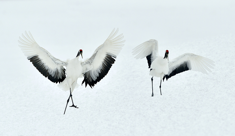 Gruyas danzantes en invierno. Foto: 123RF.