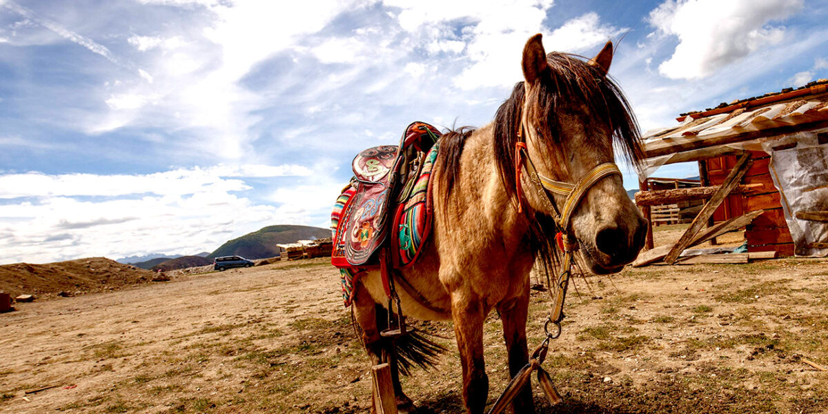 Un caballo en el poblado de Jiantang de la ciudad de Shangri-La. Foto: 123RF.