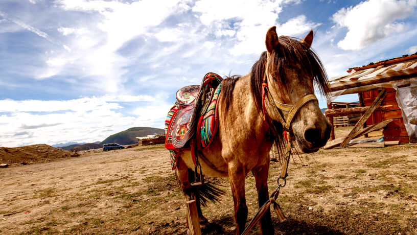 Un caballo en el poblado de Jiantang de la ciudad de Shangri-La. Foto: 123RF.